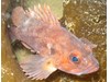 Photo of Sebastes auriculatus